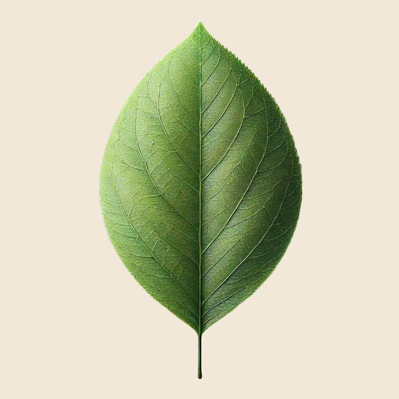 ÁCIDO HIALURÓNICO VEGETAL