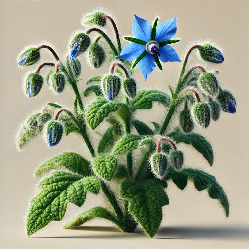 ORGANIC BORAGE