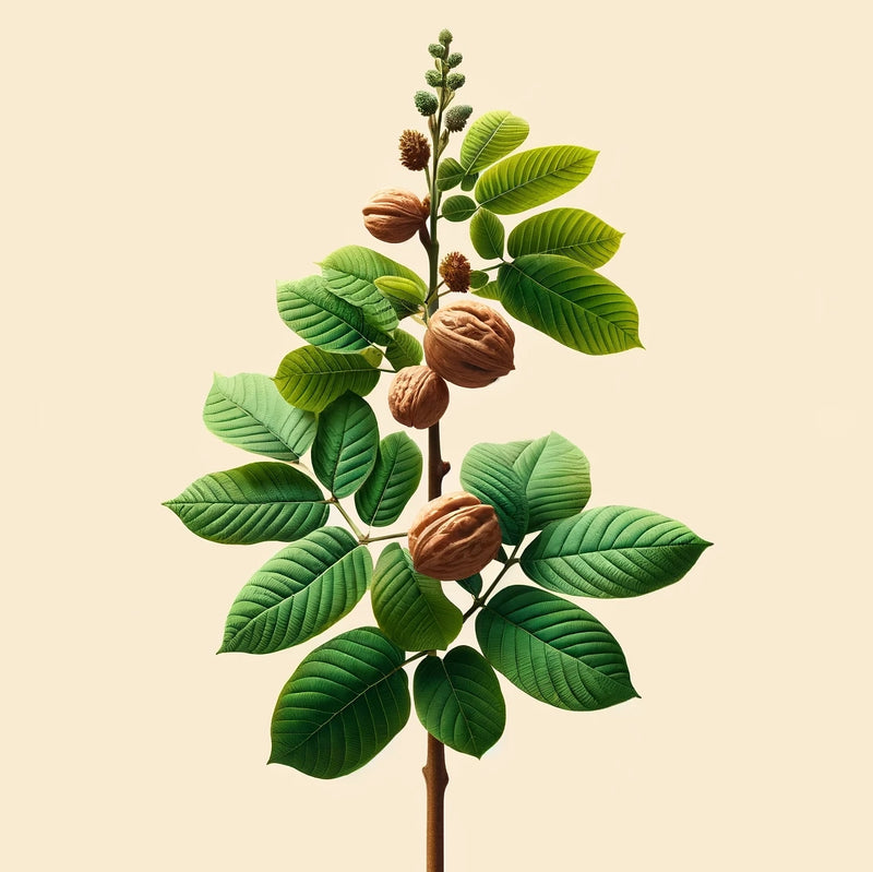 BIODYNAMIC ZERO-MILE WALNUT