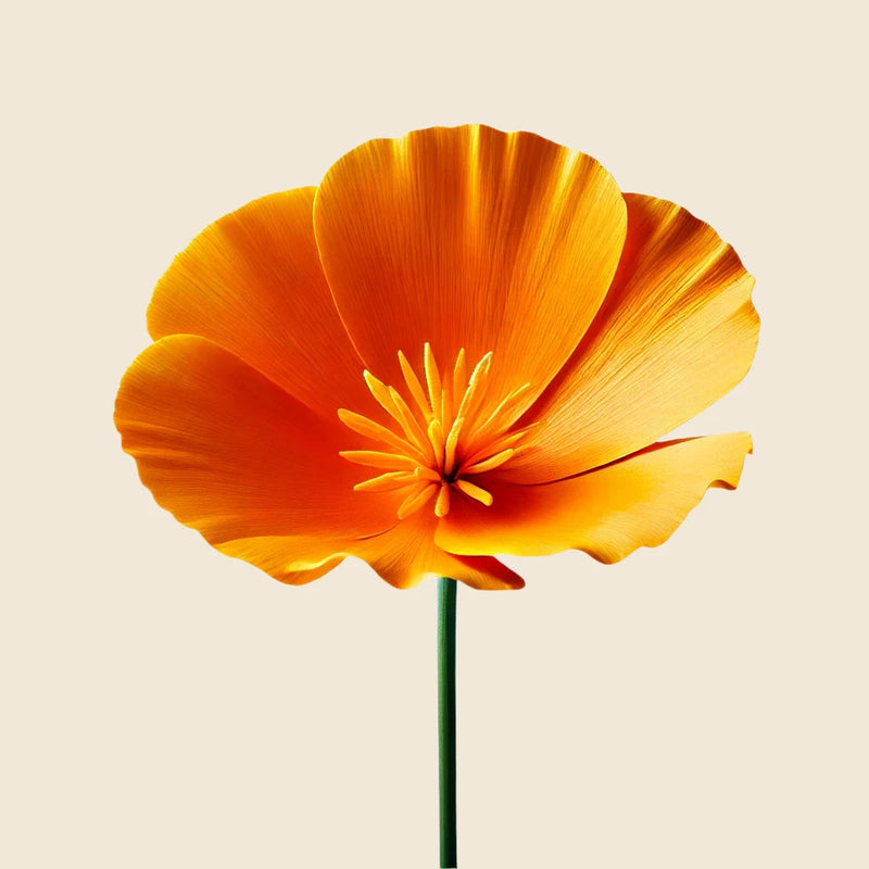 ESCHSCHOLZIA BIODYNAMIQUE À KM 0