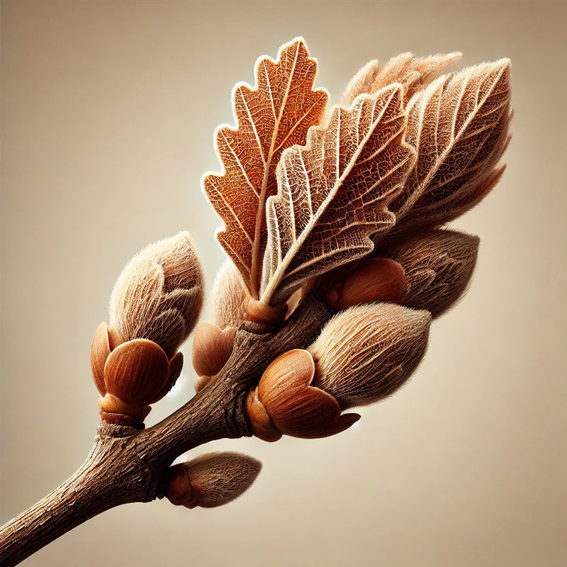 BOURGEONS DE CHÊNE BIOLOGIQUES