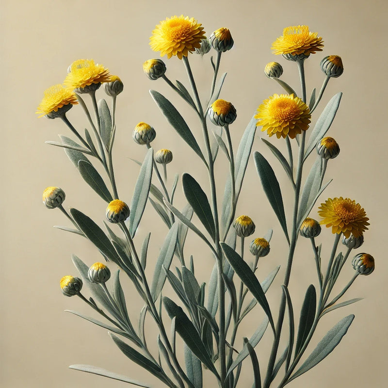 BIODYNAMISCHES HELICHRYSUM