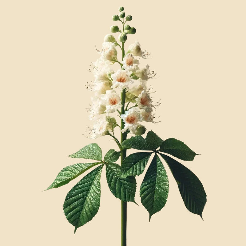 HIPOCASTAÑO BIOLÓGICO