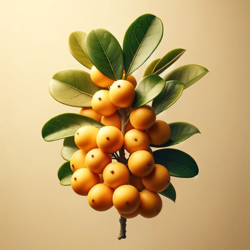 MARULA ÉTHIQUE