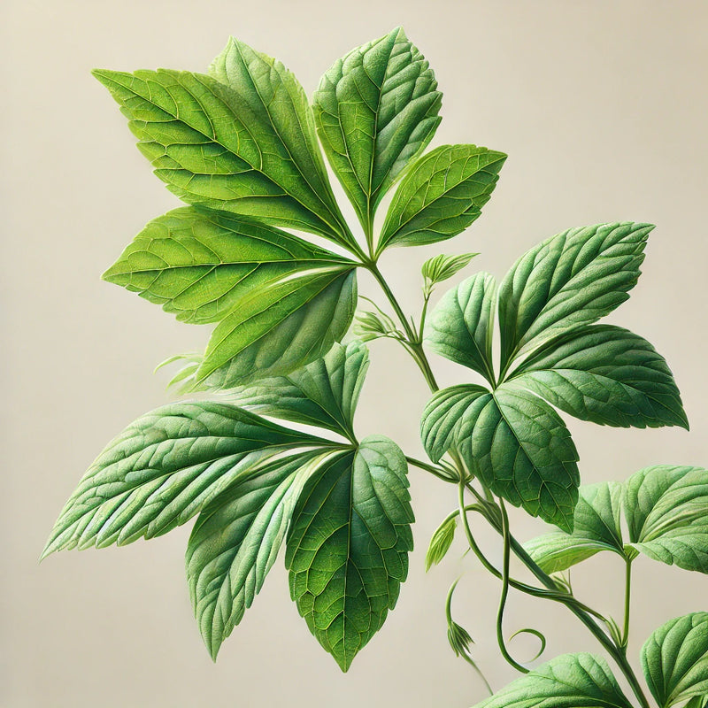PLANT OF IMMORTALITY