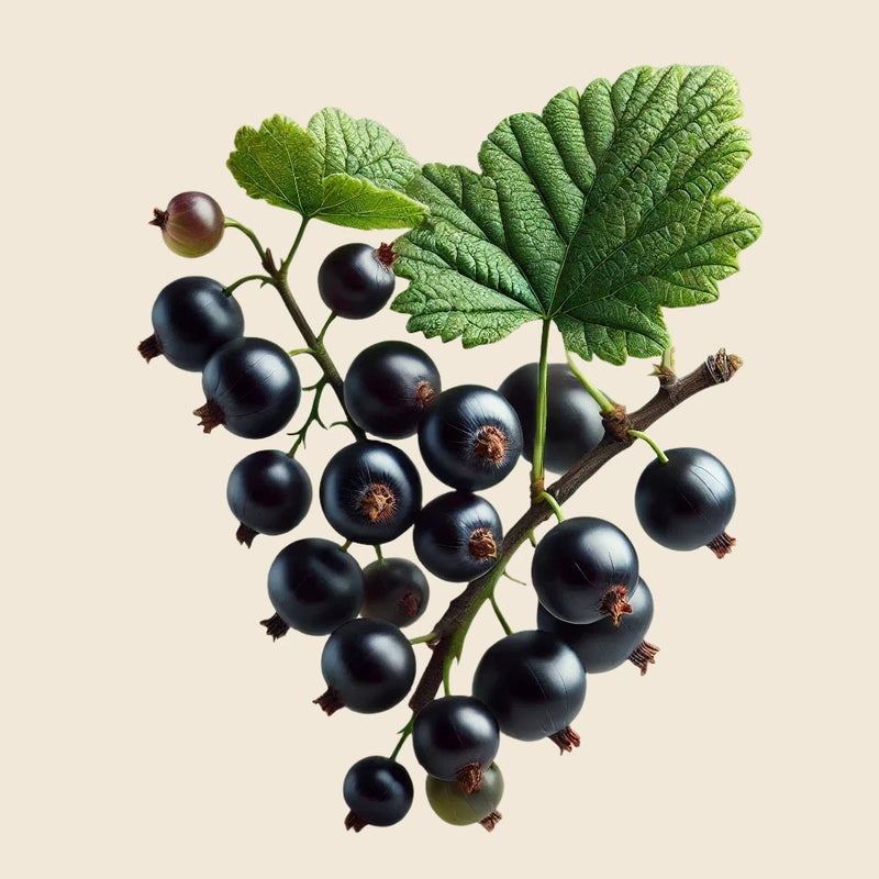 BIODYNAMIC ZERO-MILE BLACKCURRANT