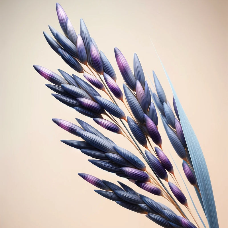 RIZ VIOLET ÉTHIQUE