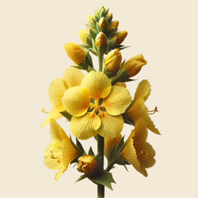 PHYTOKOMPLEX MIT BIOLOGISCHER KÖNIGSKERZE