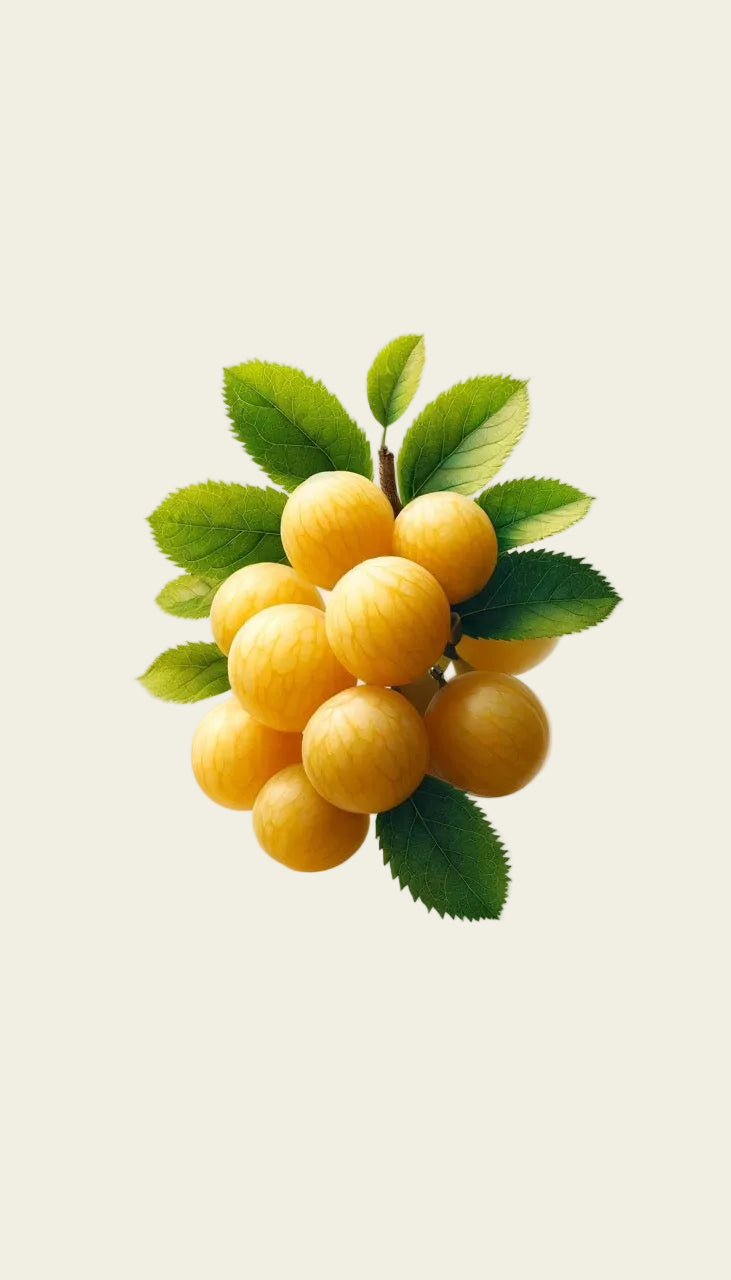 FAIR TRADE ARAZÀ EXTRACT