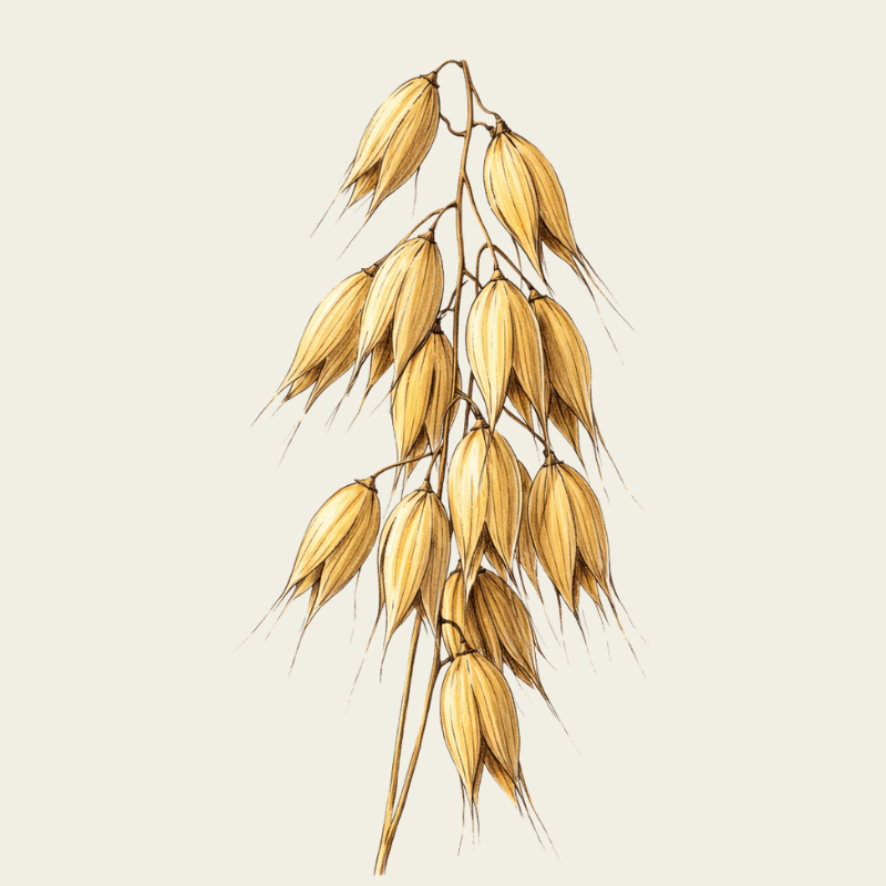 AVENA BIODINÁMICA DE KM 0