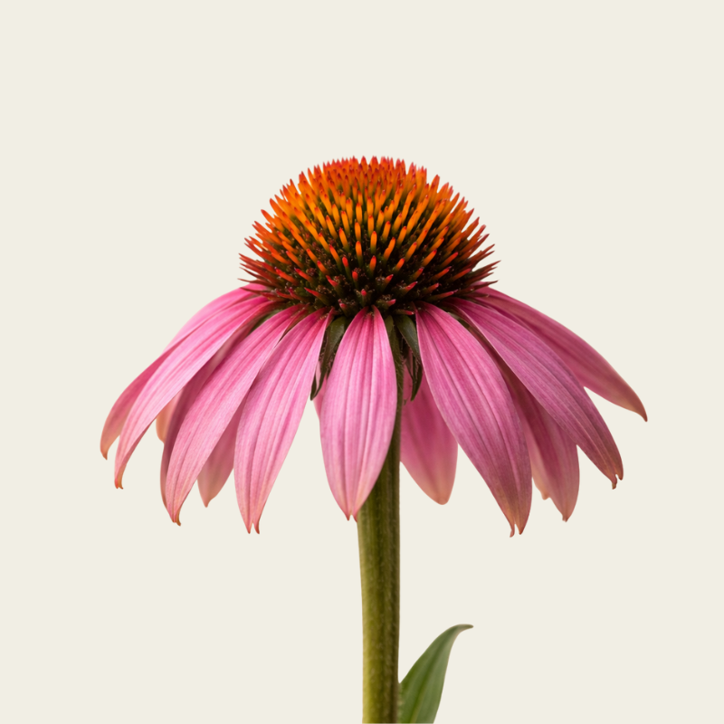 ORGANIC ECHINACEA