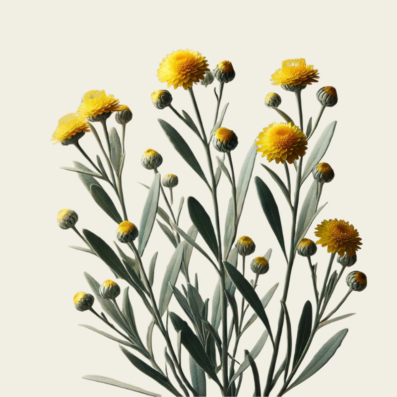 HÉLICHRYSE BIODYNAMIQUE