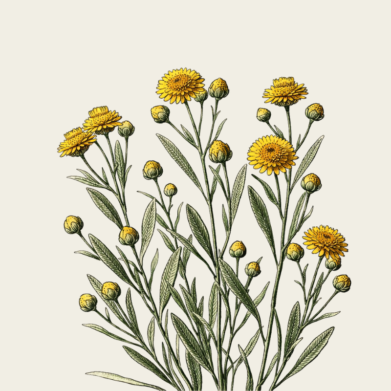 HÉLICHRYSE BIODYNAMIQUE