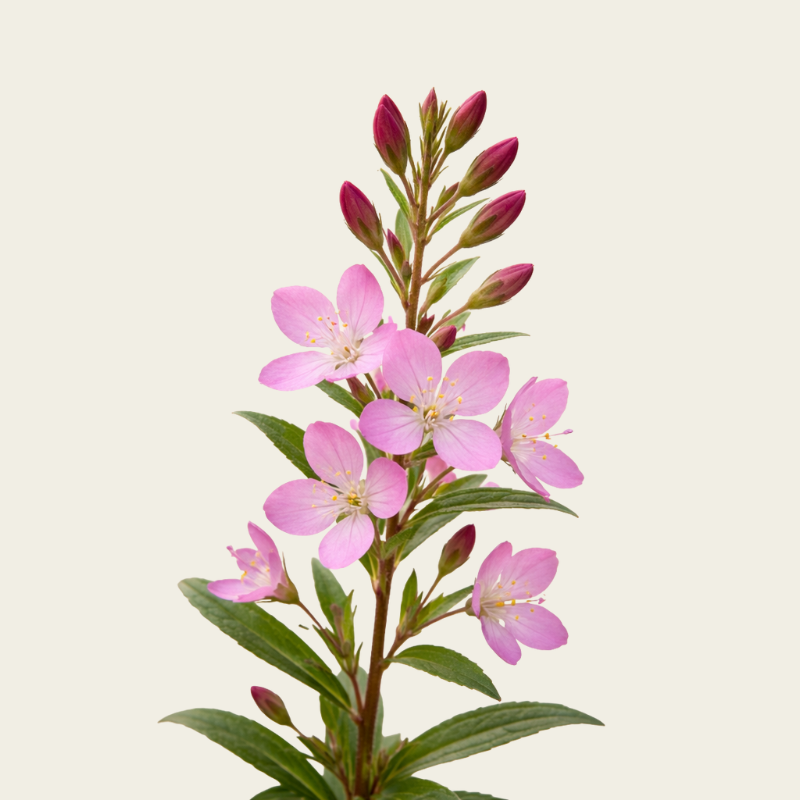ALPINE WILLOWHERB