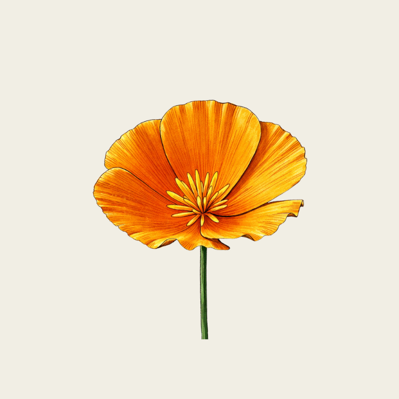 BIODYNAMIC ZERO-MILE ESCHSCHOLZIA