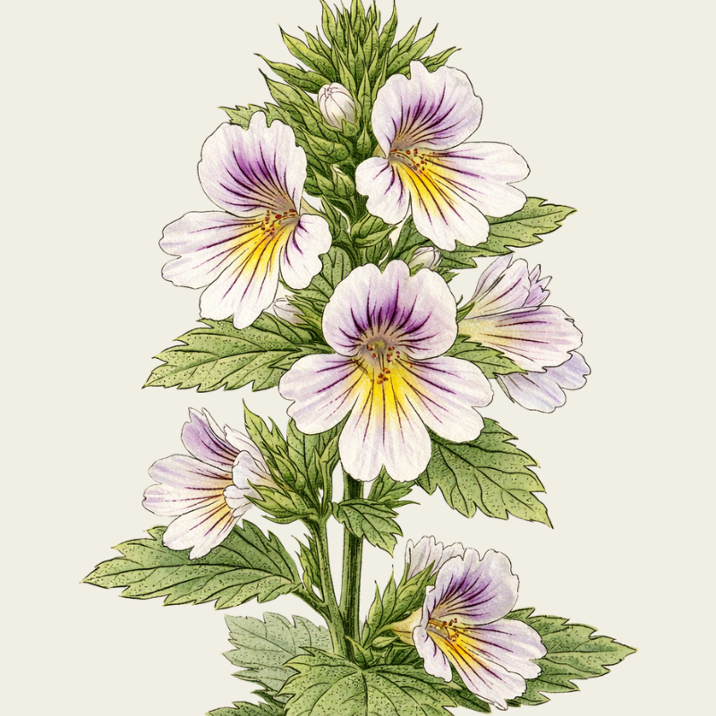 BIOLOGISCHER AUGENTROST