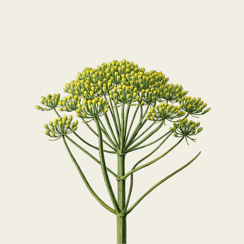 FINOCCHIO BIODINAMICO A KM 0