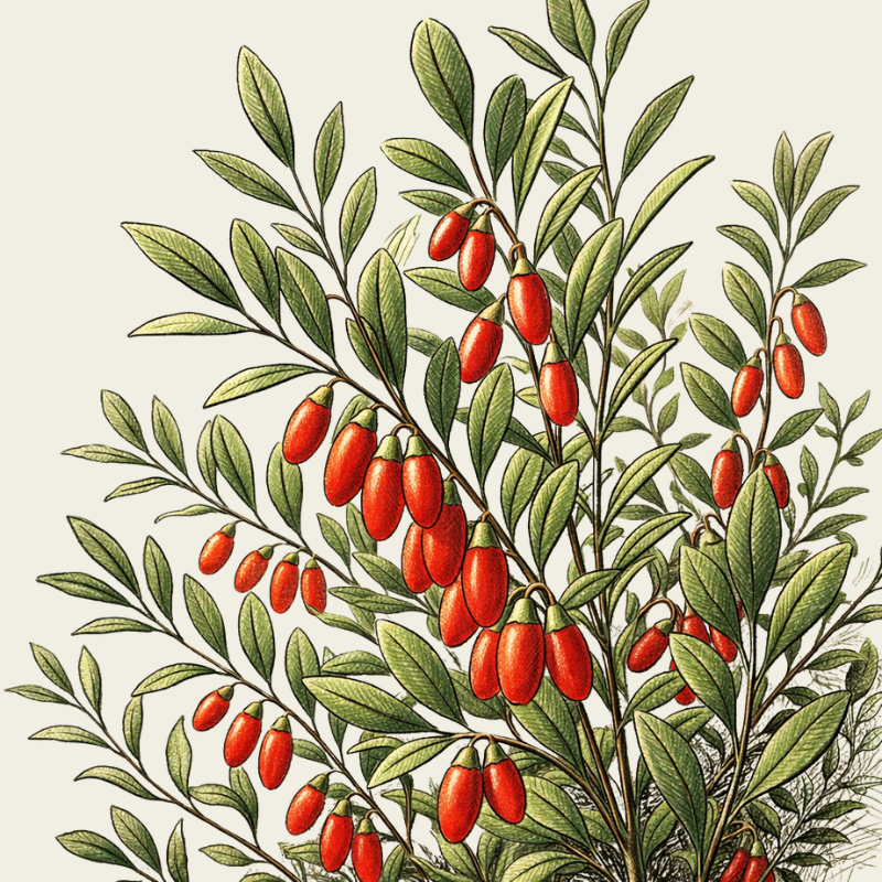 GOJI BIOLÓGICO