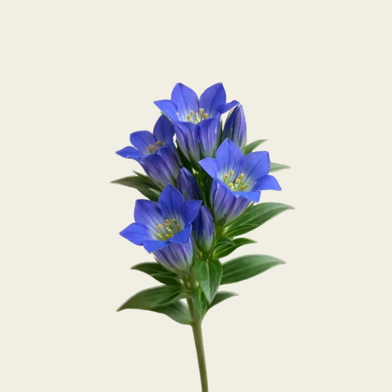 ORGANIC GENTIAN