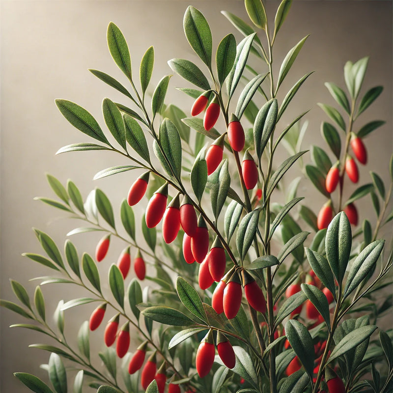 Bacche di Goi rosse su pianta 