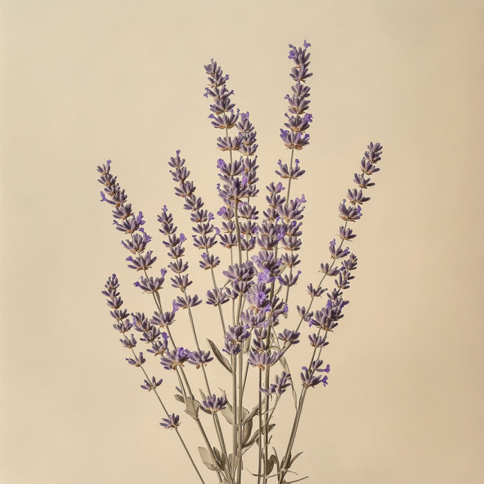 Rami di lavanda