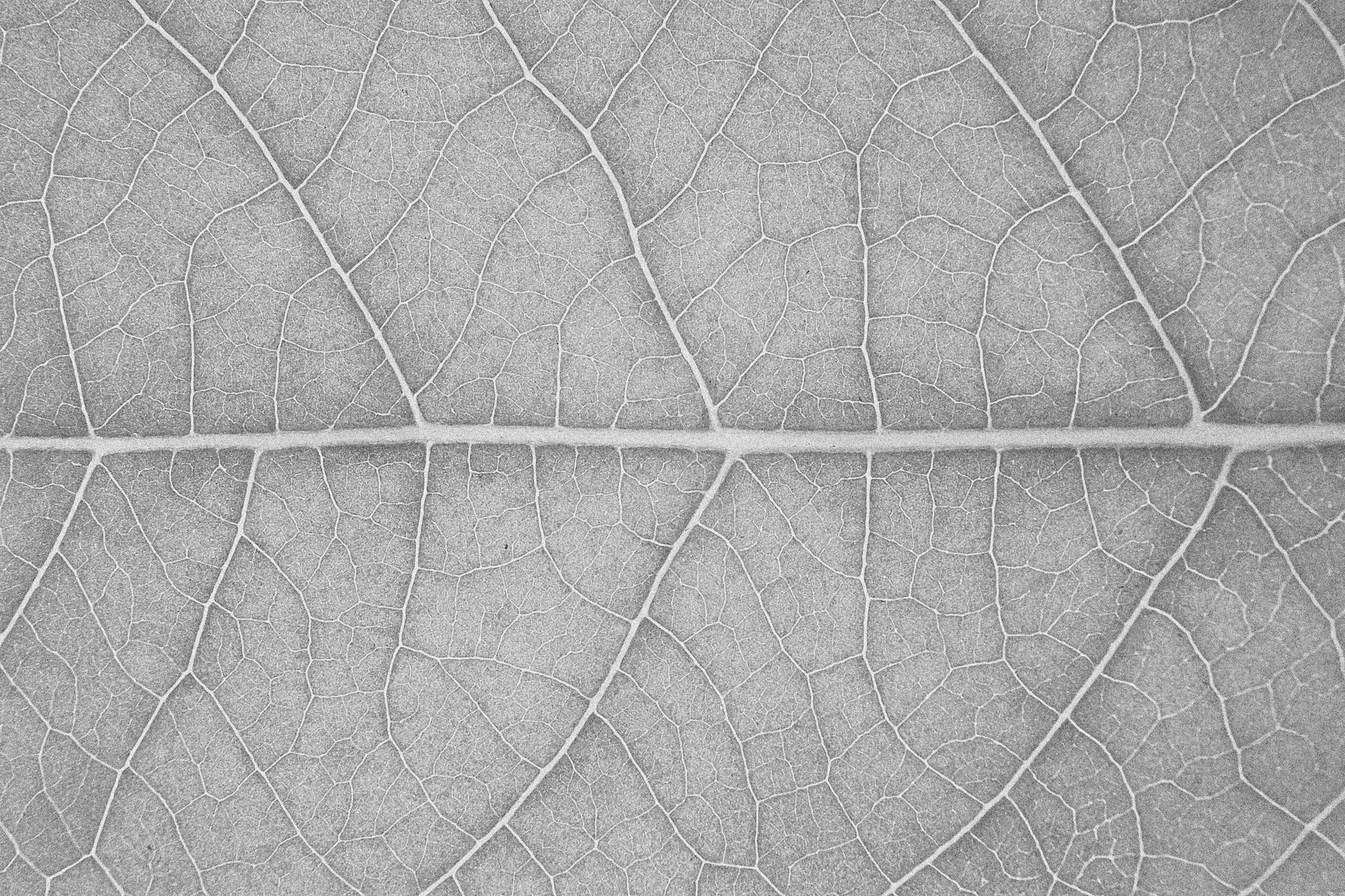 Close-up of a leaf's veins in black and white