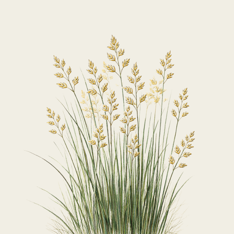 BIOLOGISCHE PALMAROSA