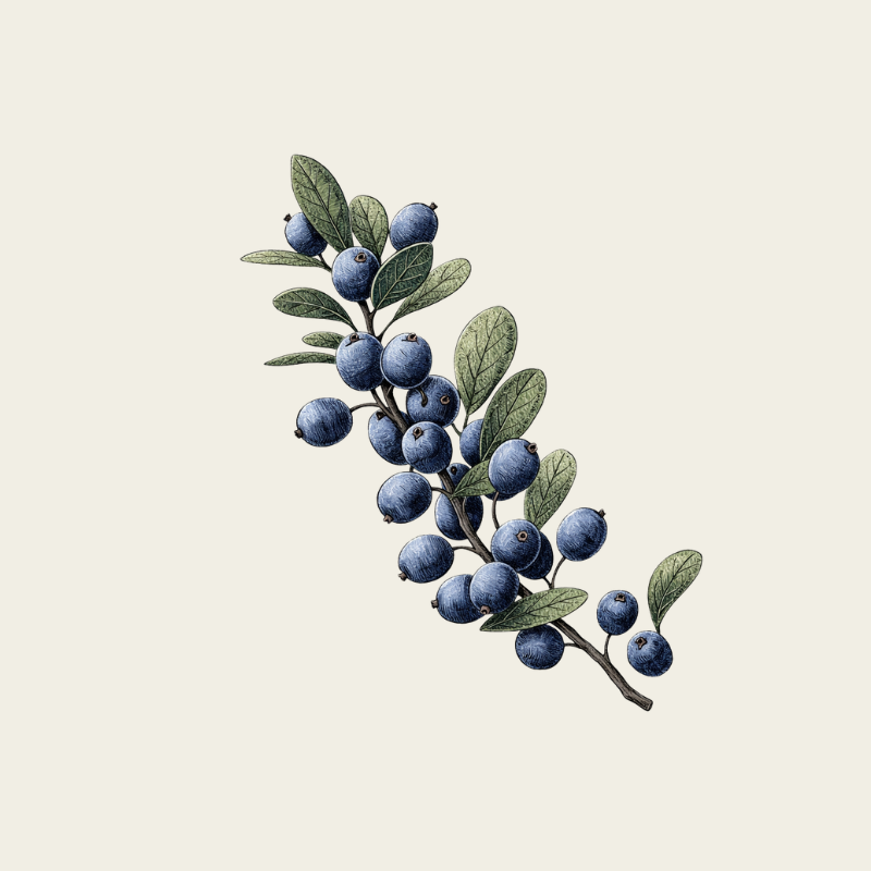 ORGANIC BLACKTHORN EXTRACT