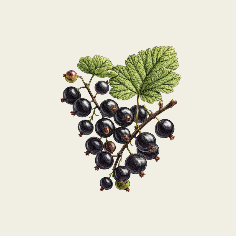 CASSIS BIODYNAMIQUE À KM 0