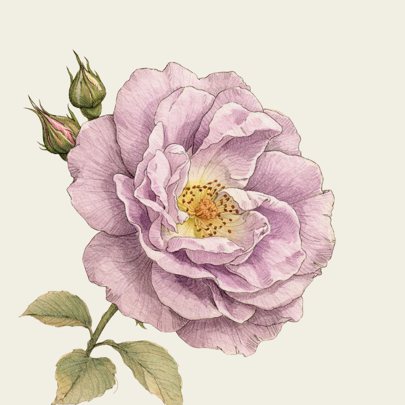 HYDROLAT AUS DER BIODYNAMISCHEN PROVENCE-ROSE