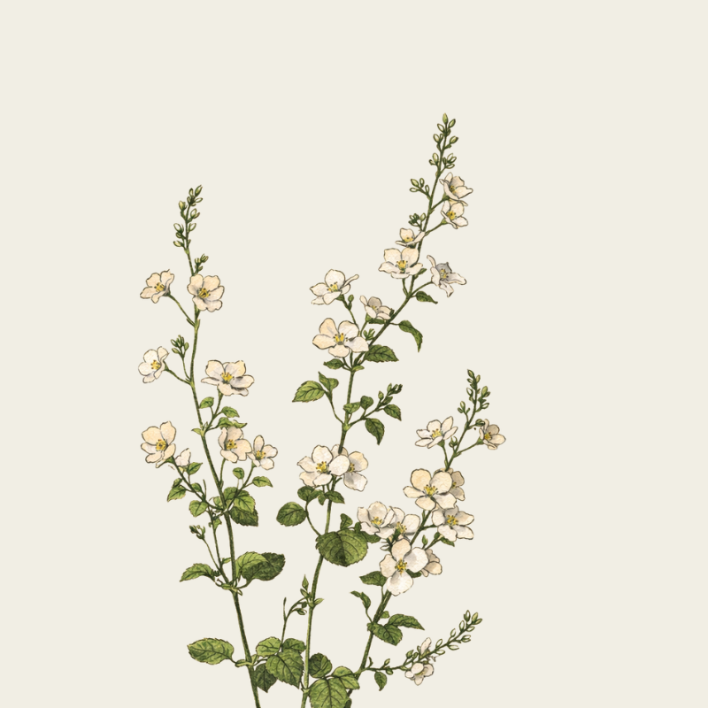 BIODYNAMISCHER NULL-KILOMETER-BOHNENKRAUT