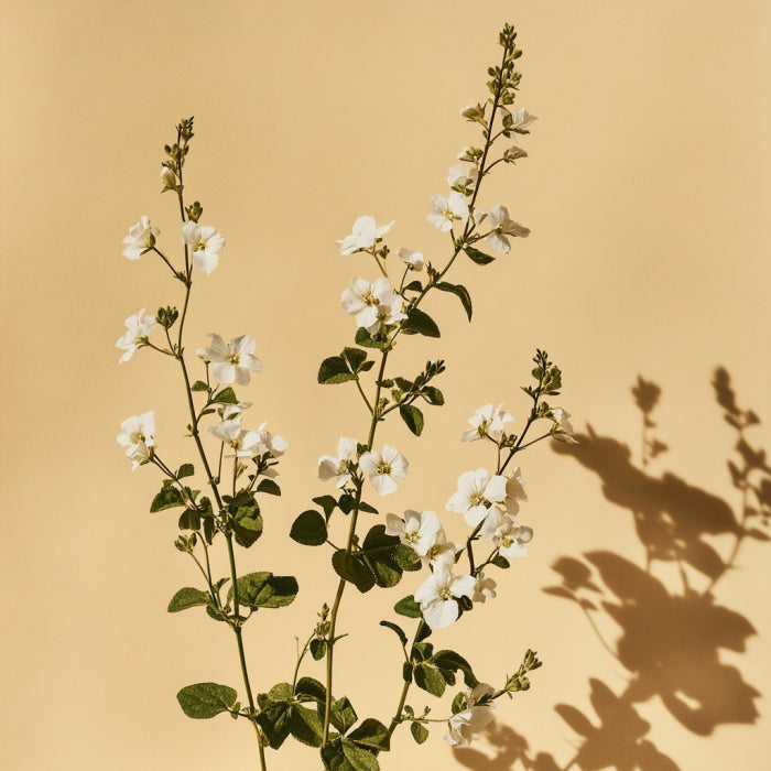 Pianta di santoreggia con fiori bianchi