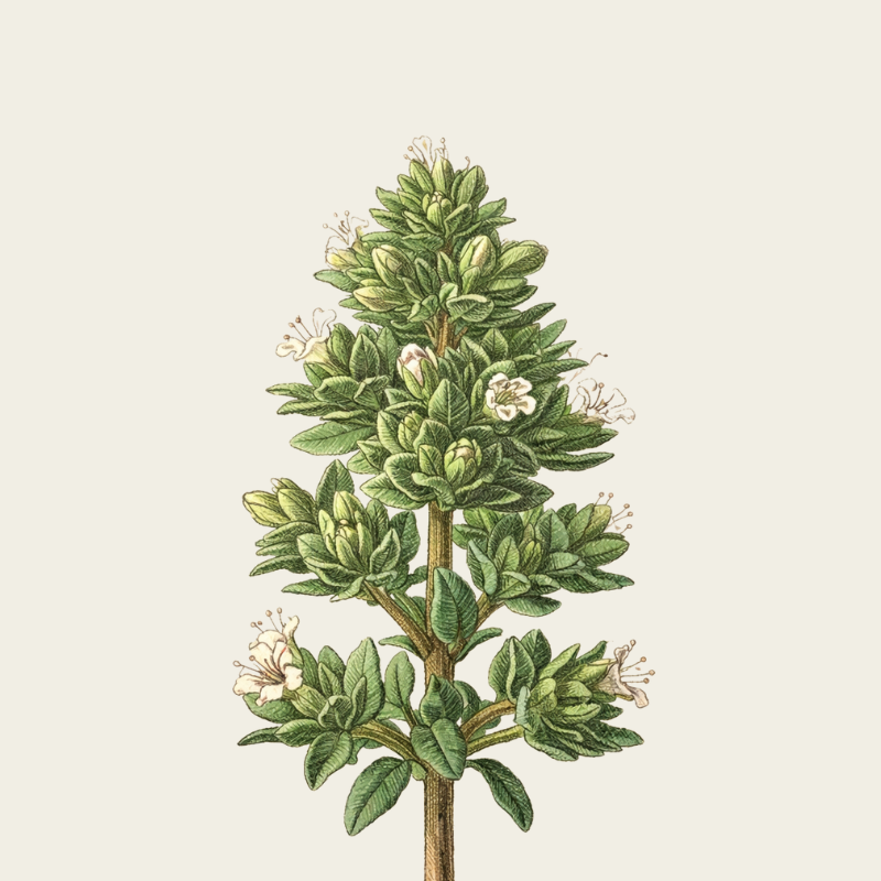 TIMO BIODINAMICO A KM 0