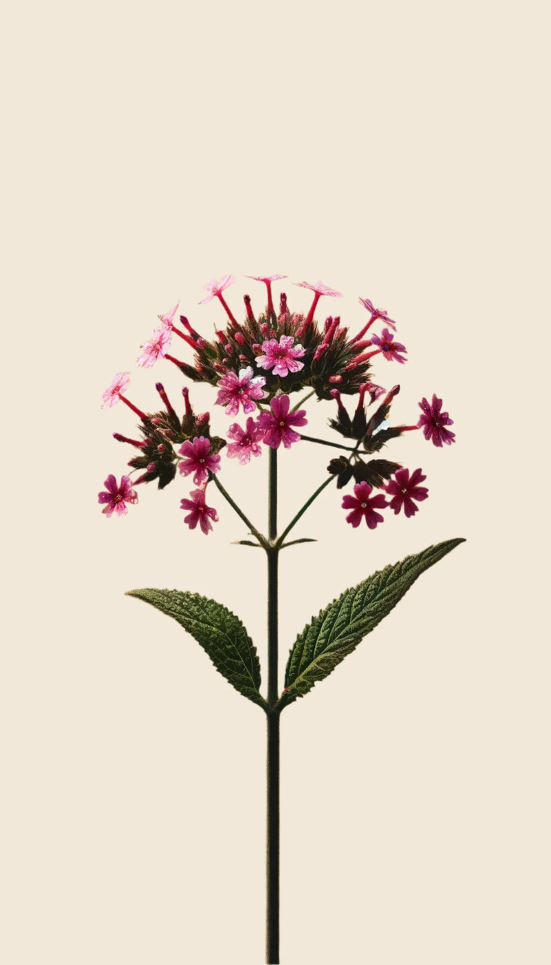 Immagine AI: fiore di Verbena 